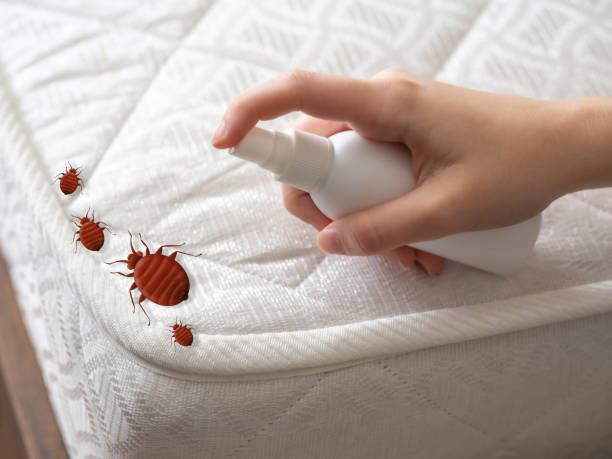 Best Ant Control Services  in Walnut Creek, CA