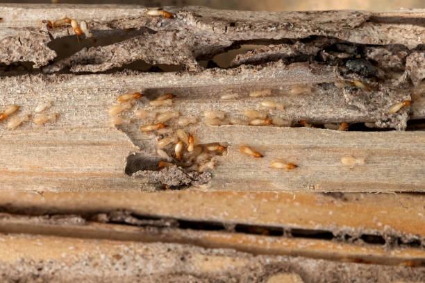 Best Local Pest Control Services  in Walnut Creek, CA